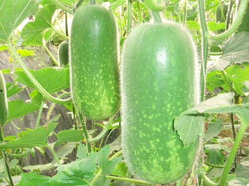 吃瓜趣味高下句,品味人生百态