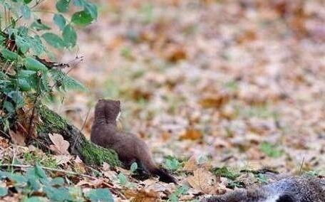 白鼬连麦吃瓜,揭秘网络直播的趣味瞬间