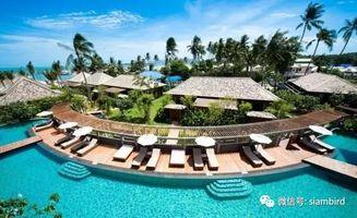 明星 苏梅岛,明星度假胜地，璀璨星光下的热带天堂