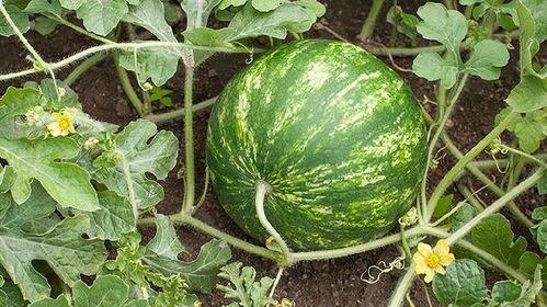 吃鲜瓜会长胖吗,吃鲜瓜真的会导致体重增加吗？揭秘夏日消暑美食的真相