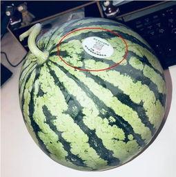 宁国网红吃瓜,揭秘网络红人的幕后故事